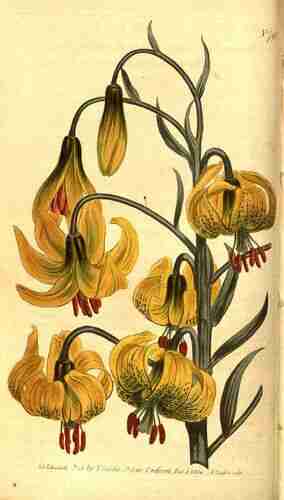 Illustration Lilium pomponium, Curtis´s Botanical Magazine (vol. 21: t. 798, 1805) [S.T. Edwards], via plantillustrations.org 