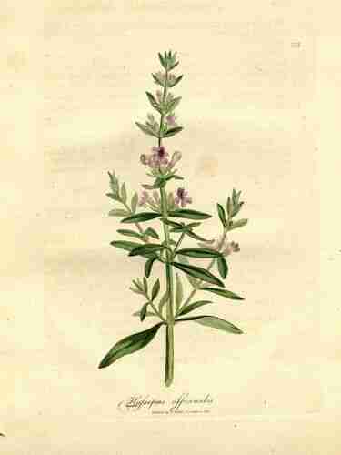 Illustration Hyssopus officinalis, Par Woodville W., Hooker W.J., Spratt G. (Medical Botany, 3th edition, vol. 2: t. 113, 1832), via plantillustrations.org 