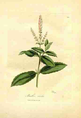 Illustration Mentha spicata, Par Woodville W., Hooker W.J., Spratt G. (Medical Botany, 3th edition, vol. 3: t. 121 ; 1832), via plantillustrations 