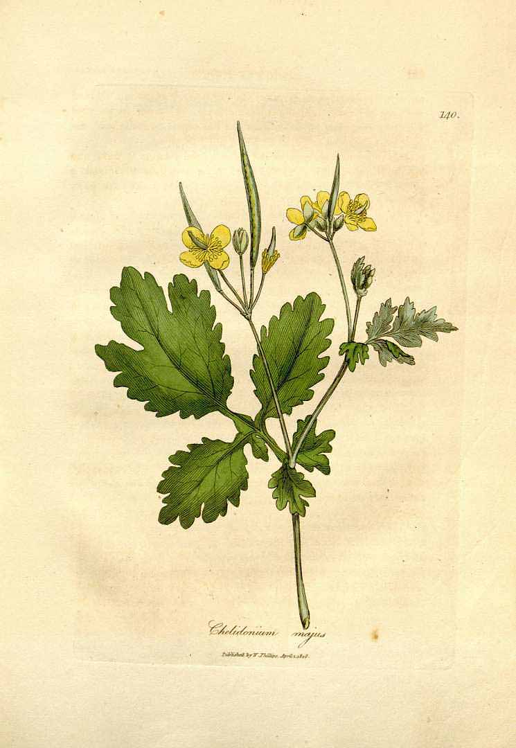Illustration Chelidonium majus, Par Woodville W. & Hooker W.J. & Spratt G. (Medical Botany, 3th edition, vol. 3: t. 140, 1832), via plantillustrations 