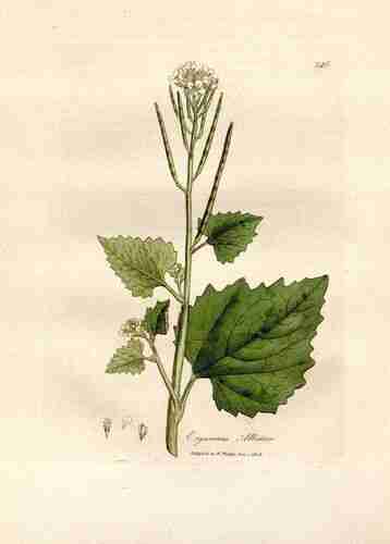 Illustration Alliaria petiolata, Par Woodville W., Hooker W.J., Spratt G. (Medical Botany, 3th edition, vol. 3: t. 148 ; 1832), via plantgenera 