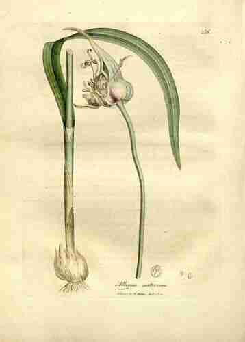 Illustration Allium sativum, Par Woodville W., Hooker W.J. (Spratt, G., Medical Botany, 3th edition, vol. 4: t. 256 ; 1832), via plantillustrations.org 