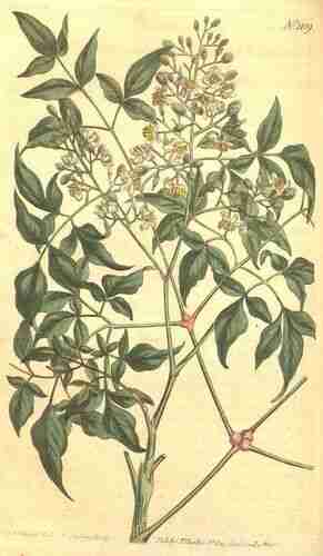 Illustration Nandina domestica, Curtis´s Botanical Magazine (vol. 28: t. 1109 ; 1808) [S.T. Edwards], via plantillustrations.org 
