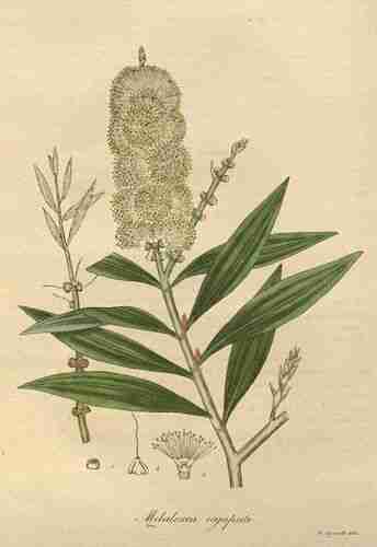 Illustration Melaleuca cajuputi, Par Woodville W., Hooker W.J., Spratt G. (Medical Botany, 3th edition, vol. 5: t. 16 ; 1832), via plantillustrations.org 