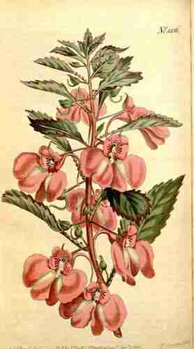 Illustration Impatiens balsamina, Curtis´s Botanical Magazine (vol. 31: t. 1256, 1810) [S.T. Edwards], via plantillustration.org 