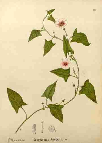 Illustration Convolvulus arvensis, Par Millspaugh C.F. (Medicinal plants, vol. 2: t. 123 ; 1892), via plantillustrations.org 
