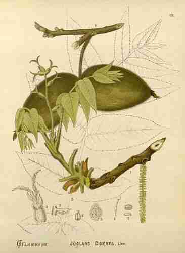 Illustration Juglans cinerea, Par Millspaugh C.F. (Medicinal plants, vol. 2: t. 156, 1892), via plantillustrations.org 