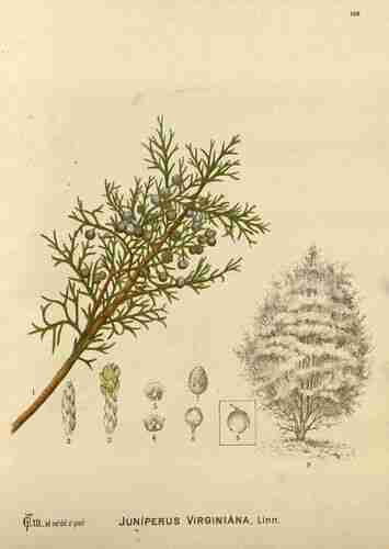 Illustration Juniperus virginiana, Par Millspaugh C.F. (Medicinal plants, vol. 2: t. 166, 1892), via plantillustrations.org 