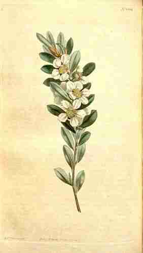 Illustration Leptospermum laevigatum, Curtis´s Botanical Magazine (vol. 32: t. 1304, 1810) [S.T. Edwards], via plantillustrations.org 