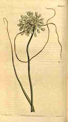 Illustration Allium paniculatum, Curtis´s Botanical Magazine (vol. 35: t. 1432 ; 1812) [S.T. Edwards], via plantillustrations.org 
