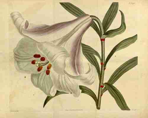 Illustration Lilium japonicum, Curtis´s Botanica Magazine (vol. 38: t. 1591, 1813) [S.T. Edwards], via plantillustrations.org 