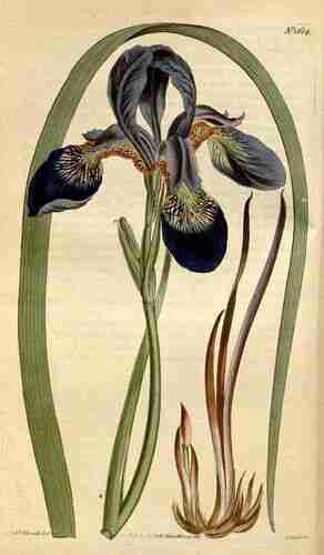 Illustration Iris sibirica, Curtis´s Botanical Magazine (vol. 39: t. 1604, 1814) [S.T. Edwards], via plantillustrations.org 