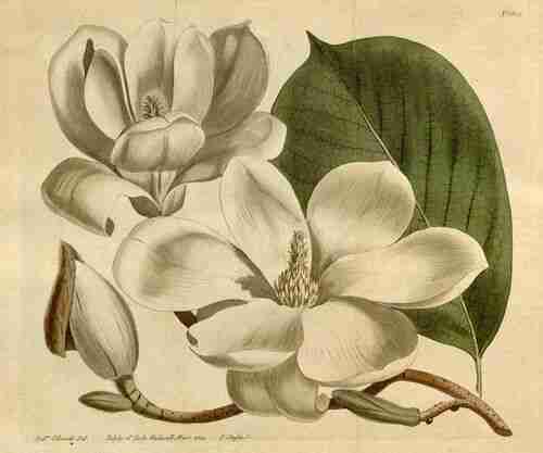 Illustration Magnolia denudata, Curtis´s Botanical Magazine (vol. 39: t. 1621 ; 1814) [S.T. Edwards], via plantillustrations.org 