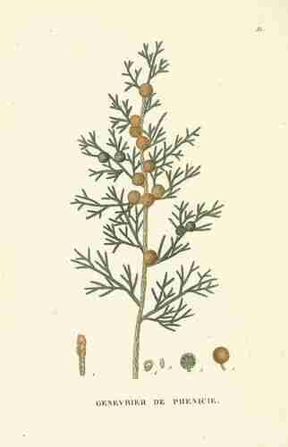 Illustration Juniperus phoenicea, Par Saint-Hilaire J.H.J. (Traité des arbres forestiers, t. 35, 1824), via plantillustrations.org 