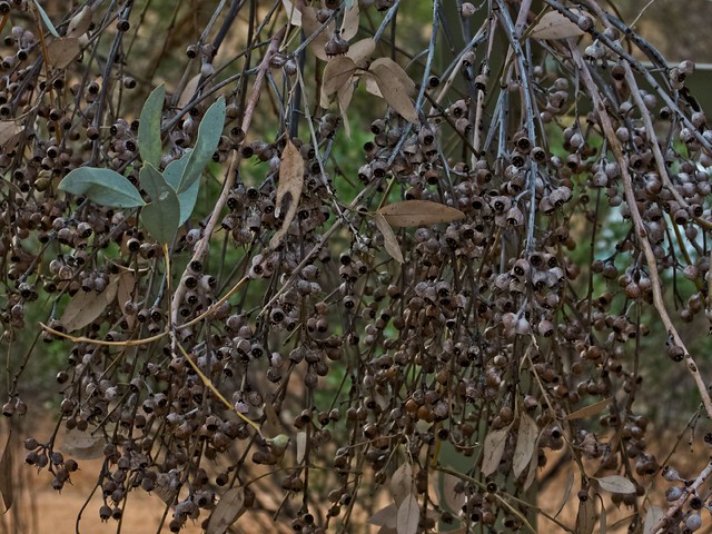 Illustration Eucalyptus socialis, Par Robert Whyte www.arachne.org.au, via flickr 