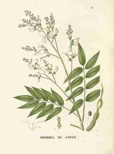Illustration Styphnolobium japonicum, Par Jaume Saint-Hilaire J.H. (Traité des arbres forestiers, t. 82 ; 1824), via plantillustrations.org 