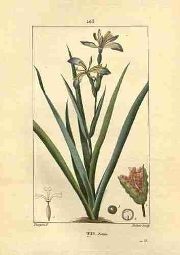 Illustration Iris foetidissima, Par Chaumeton, F.P., Flore médicale, vol. 4: t. 205 (1830), via plantillustrations.org 