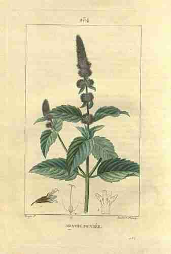 Illustration Mentha x piperita, Par Chaumeton F.P. (Flore médicale, vol. 5: t. 234 ; 1831), via botanicalillustrations 