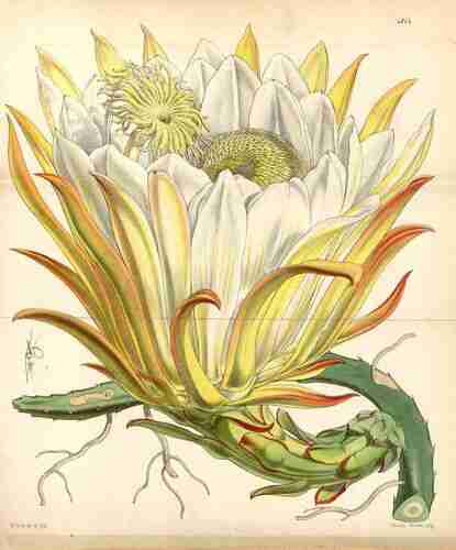 Illustration Hylocereus lemairei, Par Britton N.L., Rose J.N. (The Cactaceae, vol. 2: t. 31, 1920) [M.E. Eaton], via plantillustrations.org 