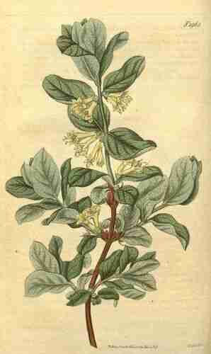 Illustration Lonicera caerulea, Curtis´s Botanical Magazine, vol. 45: t. 1965 (1818) [n.a.], via plantillustrations.org 