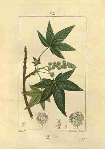 Illustration Liquidambar styraciflua, Par Chaumeton, F.P. (Flore médicale, vol. 6: t. 331 ; 1832), via plantillustrations.org 