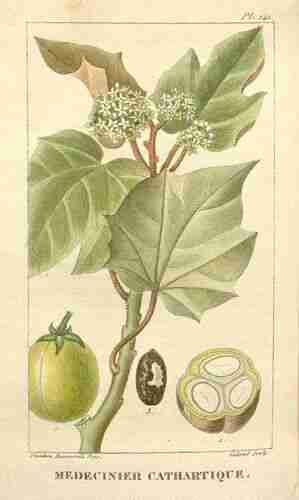 Illustration Jatropha curcas, Par Descourtilz M.E. (Flore médicale des Antilles, vol. 2: t. 141, 1822) [J.T. Descourtilz], via plantillustrations.org 