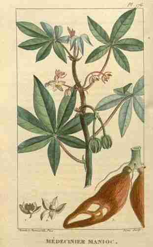Illustration Manihot esculenta, Par Descourtilz M.E. (Flore médicale des Antilles, vol. 3: t. 176 ; 1827) [J.T. Descourtilz], via plantillustrations.org 