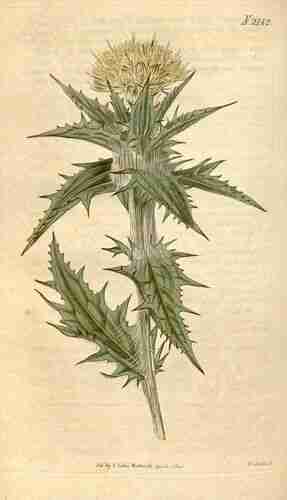 Illustration Carthamus lanatus, Curtis´s Botanical Magazine (vol. 47: t. 2142 ; 1820) [n.a.], via plantillustrations.org 