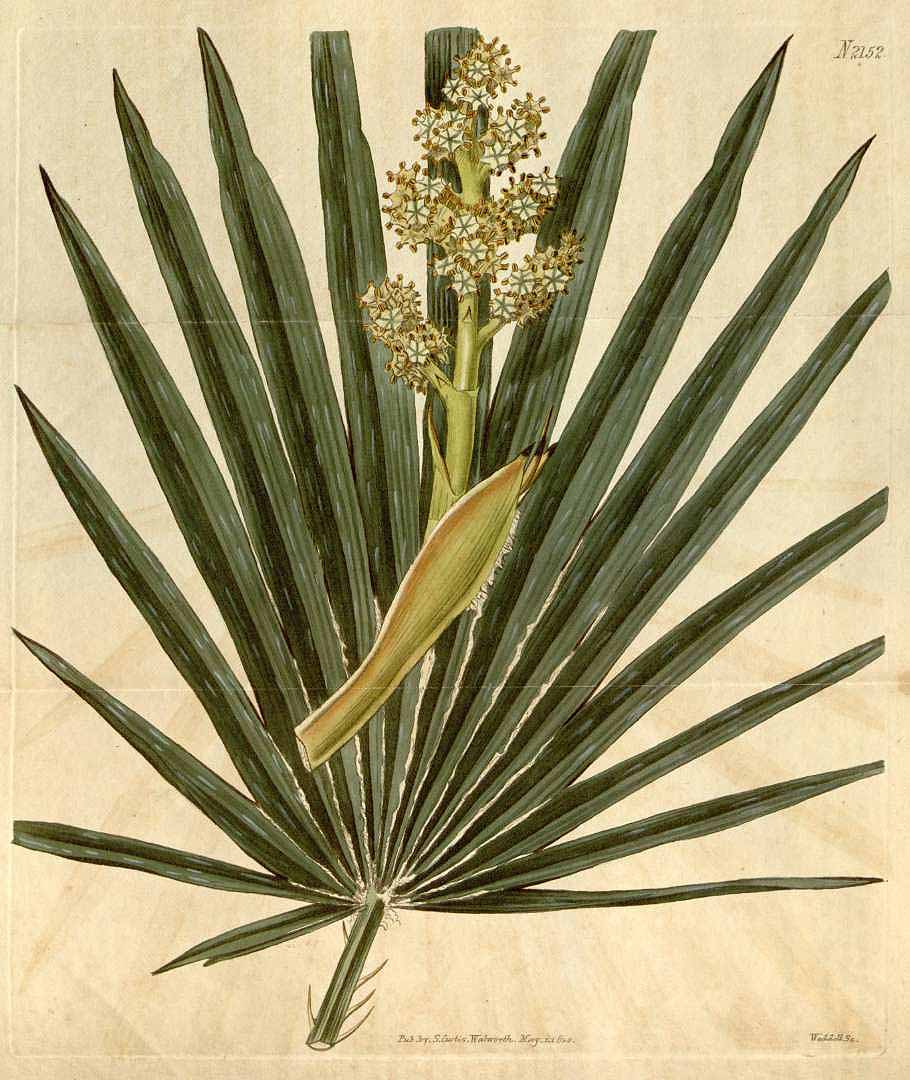 Illustration Chamaerops humilis, Curtis´s Botanical Magazine (vol. 47: t. 2152, 1820) [n.a.] via plantillustrations.org 