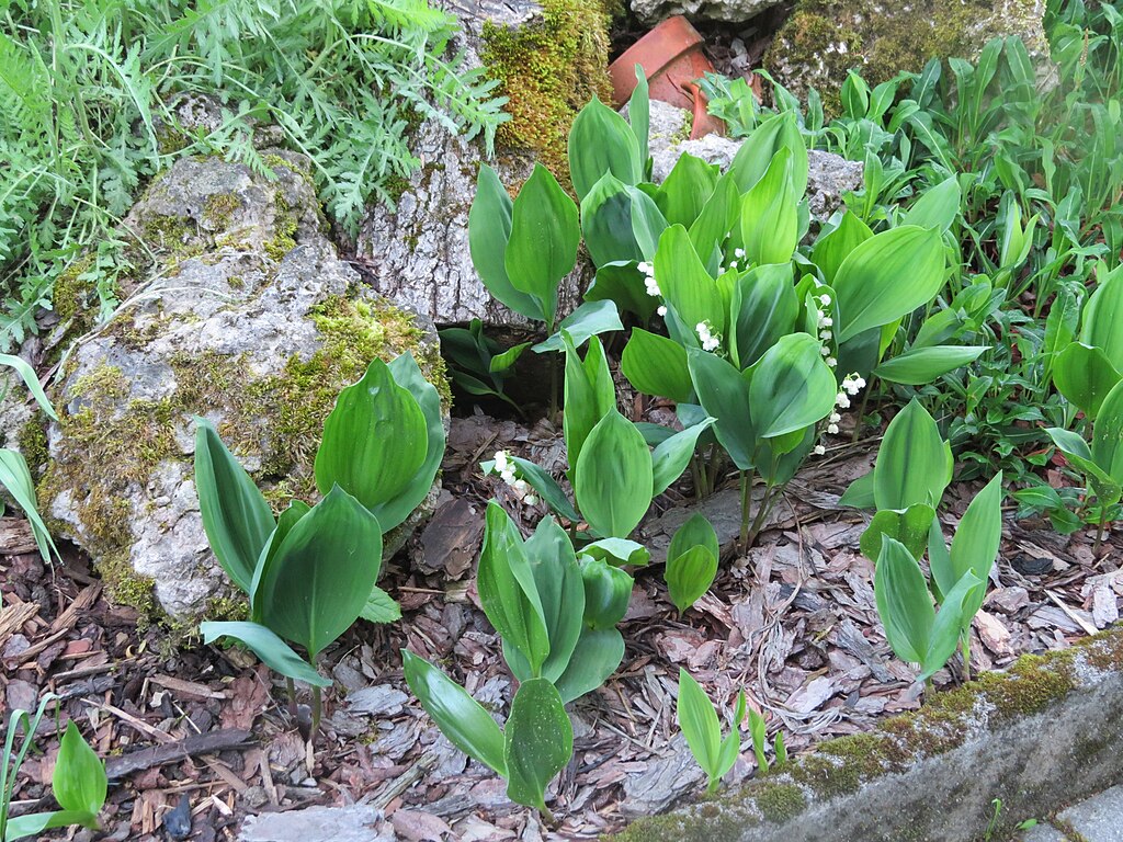 Illustration Convallaria majalis, Par GT1976, via wikimedia 