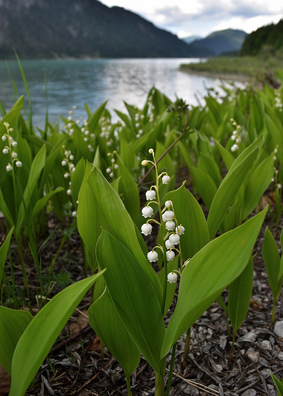 Illustration Convallaria majalis, Par Kajebi II, via wikimedia 