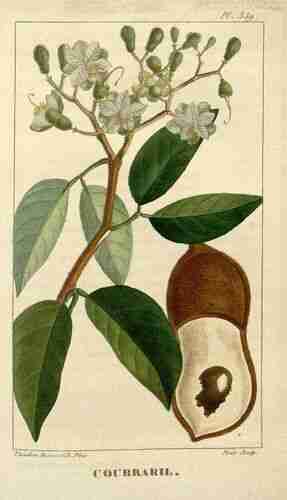 Illustration Hymenaea courbaril, Par Descourtilz M.E. (Flore médicale des Antilles, vol. 5: t. 359, 1827) [J.T. Descourtilz] 