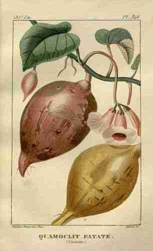 Illustration Ipomoea batatas, Par Descourtilz M.E. (Flore médicale des Antilles, vol. 8: t. 546, 1829) [J.T. Descourtilz], via plantillustrations.org 