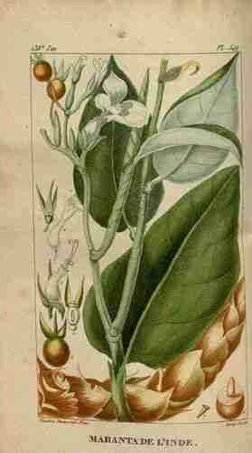 Illustration Maranta arundinacea, Par Descourtilz M.E. (Flore médicale des Antilles, vol. 8: t. 549 ; 1829) [J.T. Descourtilz], via plantillustrations.org 