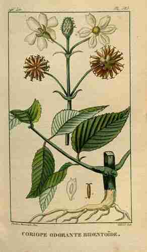 Illustration Bidens tripartita, Par Descourtilz M.E. (Flore médicale des Antilles, vol. 8: t. 583 ; 1829) [J.T. Descourtilz], via plantillustrations.org 