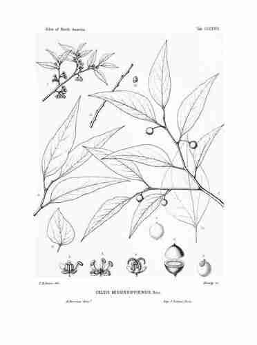 Illustration Celtis tenuifolia, Par Sargent C.S. (The Silva of North America, vol. 7: t. 318, 1898) [C.E. Faxon], via plantillustrations.org 