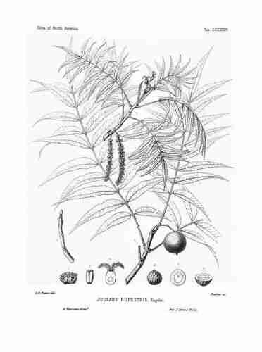 Illustration Juglans microcarpa, Par Sargent C.S. (The Silva of North America, vol. 7: t. 335, 1898) [C.E. Faxon], via plantillustrations.org 