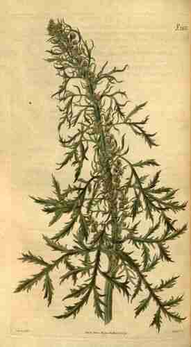 Illustration Artemisia biennis, Curtis´s Botanical Magazine (vol. 51: t. 2472 ; 1824) [J. Curtis], via plantillustrations.org 