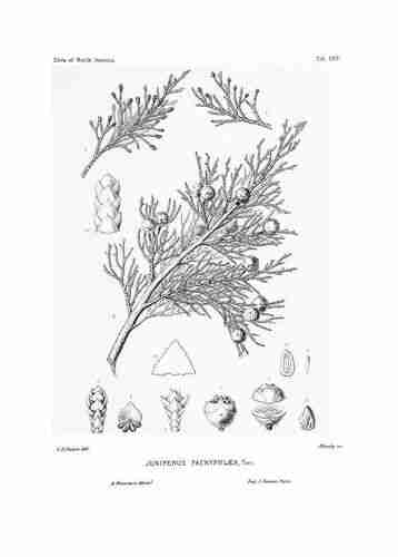 Illustration Juniperus deppeana, Par Sargent C.S. (The Silva of North America, vol. 10: t. 520, 1898) [C.E. Faxon], via plantillustrations.org 