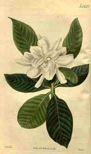 Illustration Gardenia jasminoides, Curtis´s Botanical Magazine (vol. 53: t. 2627, 1826) [J. Curtis], via plantillustrations.org 