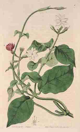 Illustration Jasminum sambac, Botanical Register (vol. 1: t. 1, 1815) [S. Edwards], via plantillustrations.org 