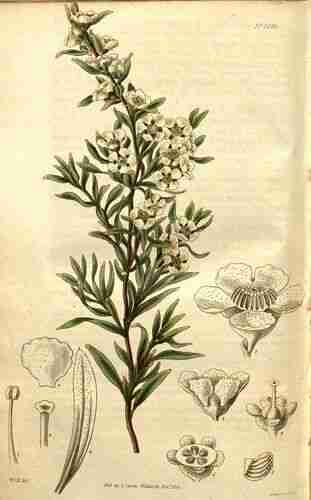 Illustration Leptospermum polygalifolium, Curtis´s Botanical Magazine (vol. 53: t. 2695, 1826) [W.I.H.], via plantillustrations.org 