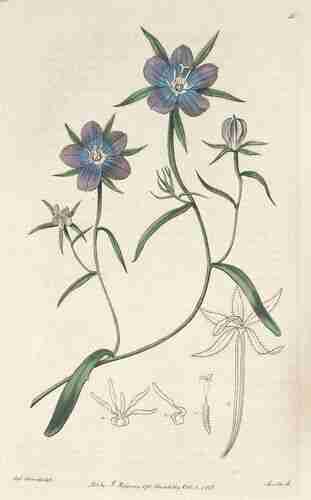 Illustration Legousia pentagonia, Botanical Register (vol. 1: t. 56, 1815) [S. Edwards], via plantillustrations.org 