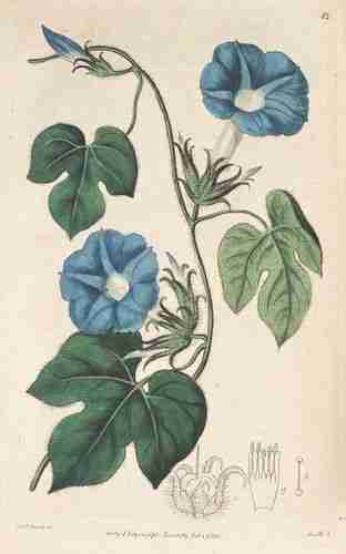 Illustration Ipomoea hederacea, Botanical Register (vol. 1: t. 85, 1815) [S. Edwards], via plantillustrations.org 