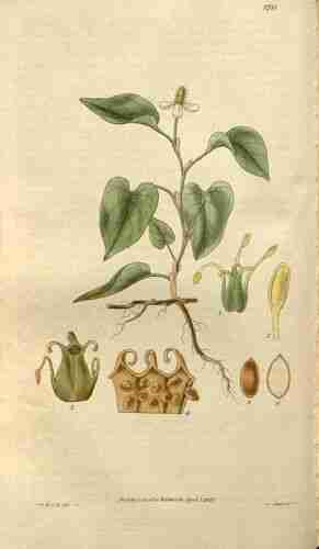 Illustration Houttuynia cordata, Curtis´s Botanical Magazine (vol. 54 [ser. 2, vol. 1]: t. 2731, 1827) [W.J.H.], via plantillustrations.org 