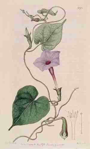Illustration Ipomoea alba, Botanical Register (vol. 4: t. 290, 1818) [S. Edwards], via plantillustrations.org 
