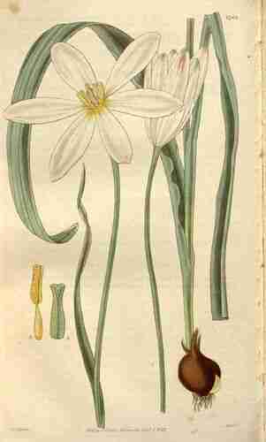 Illustration Tulipa clusiana, Curtis´s Botanical Magazine (vol. 54 [ser. 2, vol. 1]: t. 2762 ; 1827) [W.J. Hooker], via plantillustrations.org 