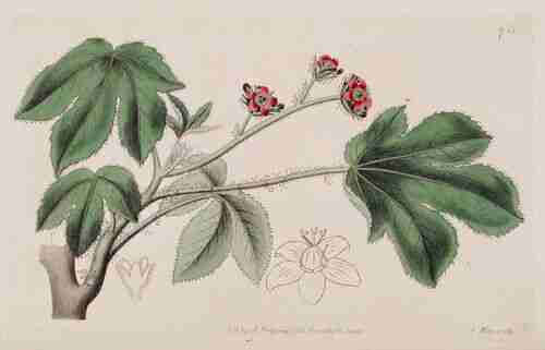 Illustration Jatropha gossypiifolia, Botanical Register (vol. 9: t. 746, 1823), via plantillustrations.org 