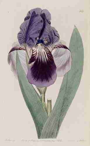 Illustration Iris x germanica, Botanical Register (vol. 10: t. 818, 1824), via plantillustrations.org 