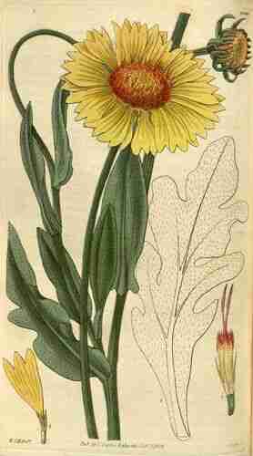 Illustration Gaillardia aristata, Curtis´s Botanical Magazine (vol. 56 [ser. 2, vol. 3]: t. 2940, 1829) [W.J. Hooker], via plantillustrations.org 